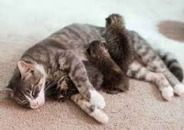 13 Tips Makanan Untuk Kucing Menyusui Arenahewan Com