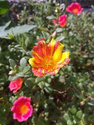 Image result for Portulaca centrali-africana