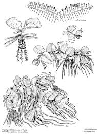 O altă buruiană acvatică, salvinia gigantică ( salvinia molesta ) este un dăunător grav, acoperind căile navigabile, reducând. Http Lubbock Tamu Edu Files 2015 06 Mass Rearing Salvinia Weevil 10 15 2012 Pdf