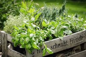 Es gibt hunderte verschiedene gartenkräuter, die sich wunderbar für den anbau im kräutergarten eignen. Gartenkrauter Krauter Im Eigenen Garten Anbauen