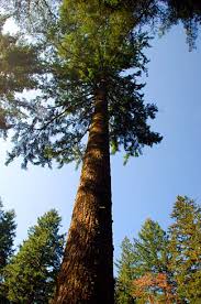 Dying Trees Can Send Food To Neighbors Of Different Species Via 8216 Wood Wide Web 8217 Scientific American Blog Network