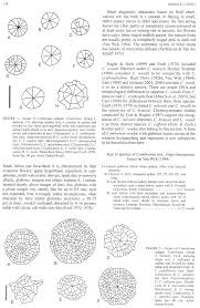 Image result for Combretum oxystachyum