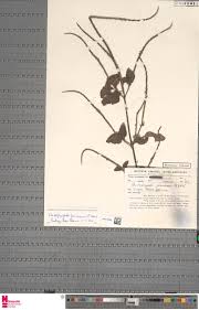 Image result for Heteranthoecia  guineensis