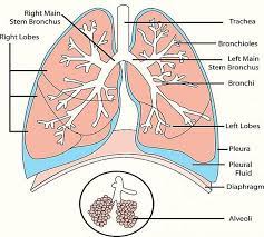 We did not find results for: Organ Organ Sistem Ekskresi Pada Manusia Biologi Kelas 11