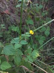 Image result for Sericorema remotiflora