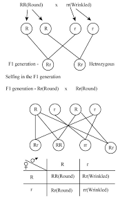 A dihybrid cross is a cross that looks at how two different genes are passed on from a pair of if fur color and eye color did not sort independently or both parents were not identically heterozygous, then the ratio will not be 9:3:3:1. What Is A Genetic Experiment Involving A Single Trait Study Com