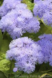 Ageratum Houstonianum Neptune Blue A Popular Compact Long Flowering Cultivar Of This Summer Flowering Annual That O Colorful Garden Cardinal Flower Alyssum