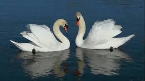 White Swans In Love Ytgif O Gif 480 270 Twin Flame Runner Twin Flame Swan