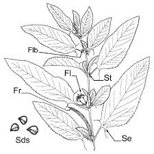 Image result for Cyperus longicarpus