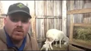 More Lessons From Sheep