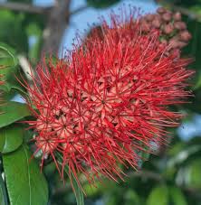 Image result for Combretum constrictum
