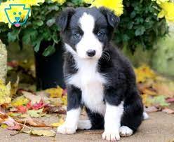 Lola Border Collie Puppy For Sale Keystone Puppies Collie Puppies For Sale Collie Puppies Border Collie Puppies
