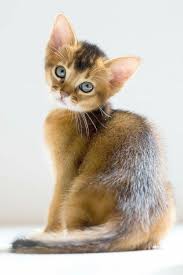 Ahoy There Cute Puppies And Kittens Baby Animals Baby Animal Videos