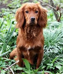 Black And Brown Working Cocker Spaniel Red Working Cocker Google Search Red Cocker Spaniel Working Spaniel Golden Cocker Spaniel