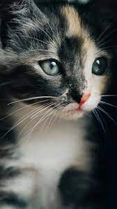 This Beautiful Three Colored Kitty Is Named B I B I S P Y Good Afternoon Reddit R Aww Kittens Cutest Beautiful Cats Pretty Cats