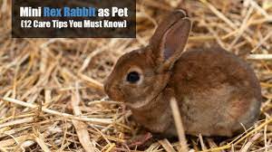 Mini Rex Rabbit As Pets 12 Care Tips You Must Know Exopetguides