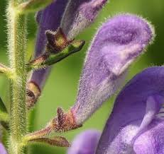 Image result for Scutellaria schweinfurthii