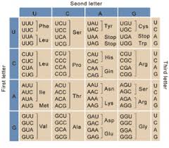 The Genetic Code Types And Codons For Amino Acids Translation