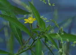 Image result for Ludwigia leptocarpa