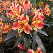 De.asksly.com has been visited by 100k+ users in the past month Plants Alstroemeria Indian Summer Alstroemeria H W Hyde Son