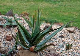 Image result for Aloe wollastonii