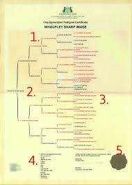 pedigree certificate how to read your dogs certificate