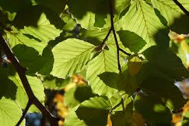 Maybe you would like to learn more about one of these? Daun Yang Indah Hijau Dan Kuning Foto Gratis Di Pixabay
