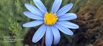 Image result for Felicia abyssinica