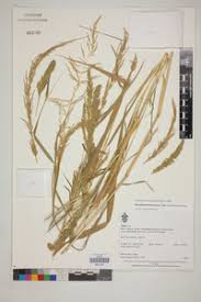 Image result for Sporobolus tenuissimus