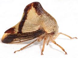 Image result for Platostoma montanum