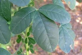 Image result for Crotalaria goreensis