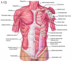 A strained or pulled chest muscle may cause a sharp pain in your chest. Muscle Chest Anatomy Anatomy Drawing Diagram