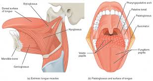 Axial Muscles Of The Head Neck And Back Anatomy And