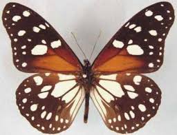 Image result for Secamone punctulata