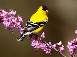Backyard Birds Of New Jersey Field Guide Pin By Barbara Tegeder On Birds Of A Feather State Birds Bird Goldfinch