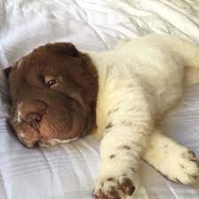 There are scabs, and she is starting to loose it on her tail also. Our Shar Pei Looks Like A Mix Of A Bear And A Dog Bored Panda