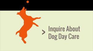 Petsitter provides access to the best pet sitters in tucson, arizona and all across the usa and canada. Arizona S Premier Pet Resort Quality Trustworthy Pet Care At Central Pet