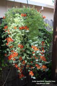When growing parrot's beak from seed or as young plants, pinch young growth early on to encourage branching, otherwise the plants will get leggy. Photo Of The Bloom Of Lotus Vine Lotus Amazon Sunset Posted By Calif Sue Garden Org