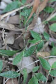 Image result for Oplismenus compositus