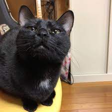 クロちゃんちょっととほほなお顔 w こんな顔も可愛くみえるんですよねぇ n cat もとc 猫 ねこ 黒猫 とほほ 女の子だよfukudamotoko2018 01 29 02 33 08 black cat cats kitty
