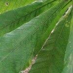 Image result for Anthocleista vogelii