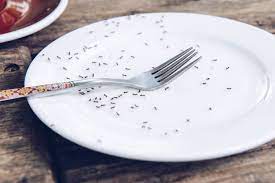 Dalam hal ini berbeda dengan beberapa cara di atas, yang mana seperti yang kita ketahui bersama bahwa scratch repair pan ialah memang bahan khusus yang berfungsi untuk menghilangkan adanya baret/goresan pada bagian cat bodi, bahkan bahan ini mampu menghilangkan baret/goresan yang. 5 Cara Rumahan Untuk Mengusir Semut Di Dalam Rumah Halaman All Kompas Com