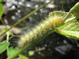 Green caterpillar with a red spot on it's back and a dragon head. Yellow Green Fuzzy Caterpillar Spilosoma Virginica Bugguide Net