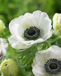 White Anemone Beautiful Flowers Anemone Flower Flower Garden