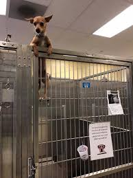 Animal rescue of the rockies's adoption process. Shelter Dog Climbs Kennel Fence And Into Our Hearts 13newsnow Com