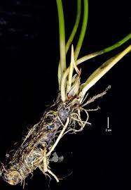 Image result for Lankesteria alba