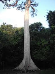 We did not find results for: Incredible One Of A Kind Trees Show Tell Atlas Obscura Community Travel Forum