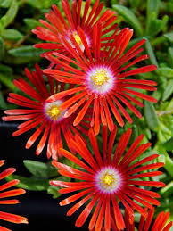 Image result for Delosperma spp.