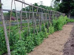 harvesting peas the martha stewart blog pea trellis peas plants