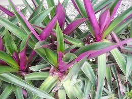 Maybe you would like to learn more about one of these? Exotic Plants In Indonesia 02 16 15